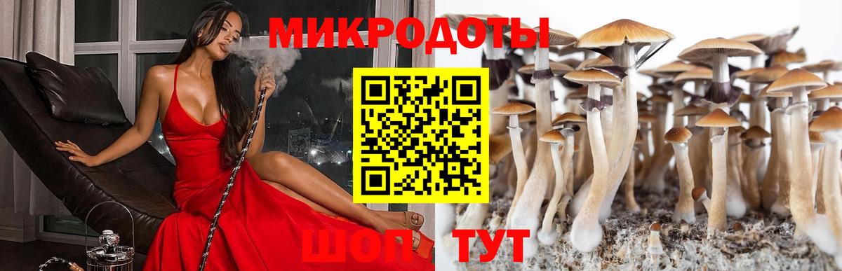 Галлюциногенные грибы Psilocybe Тверь